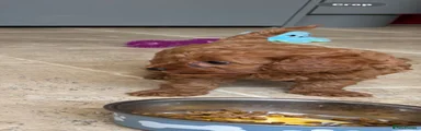 Cavapoo 4