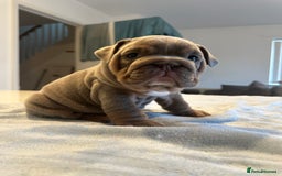 English Bulldog dogs for sale: Stunning KC Registered English Bulldog Puppies - Image 7