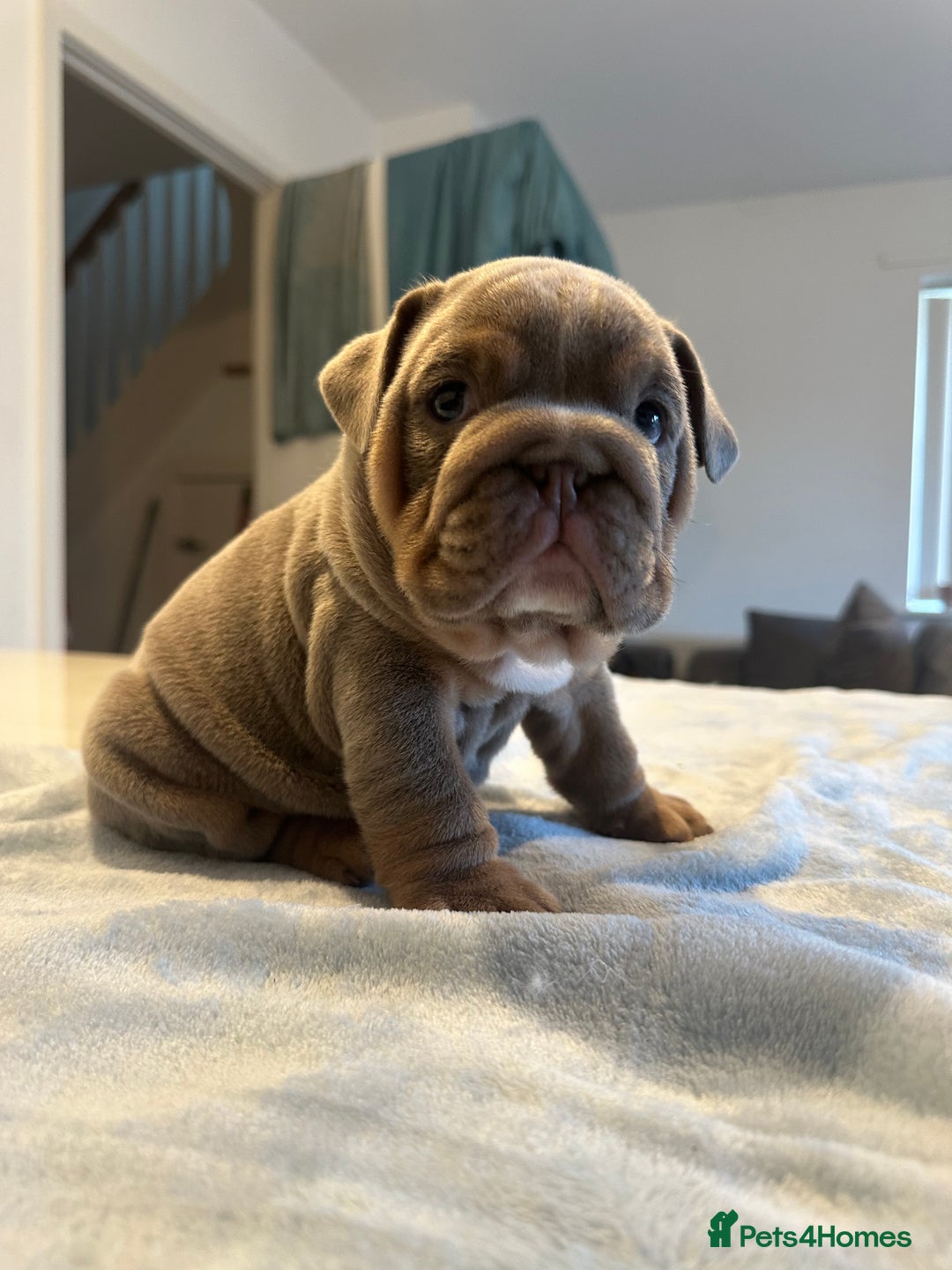 English Bulldog dogs for sale: Stunning KC Registered English Bulldog Puppies - Image 7