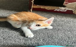 Mixed Breed cats for sale: Kittens for sale - Image 7