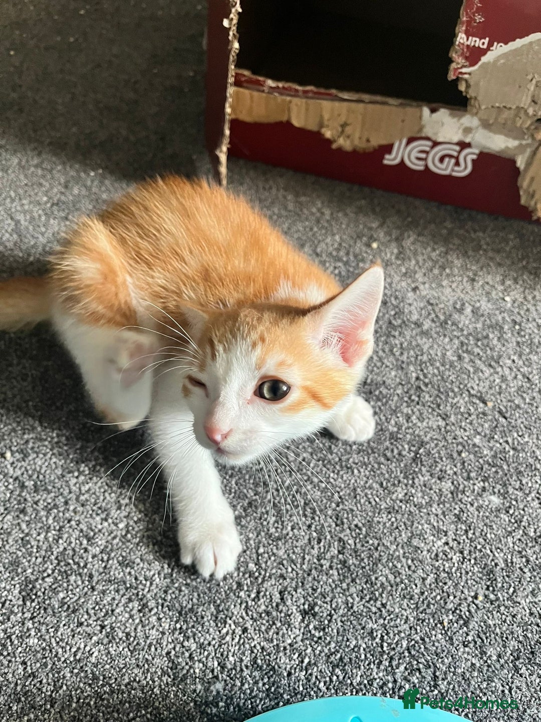 Mixed Breed cats for sale: Kittens for sale - Image 7