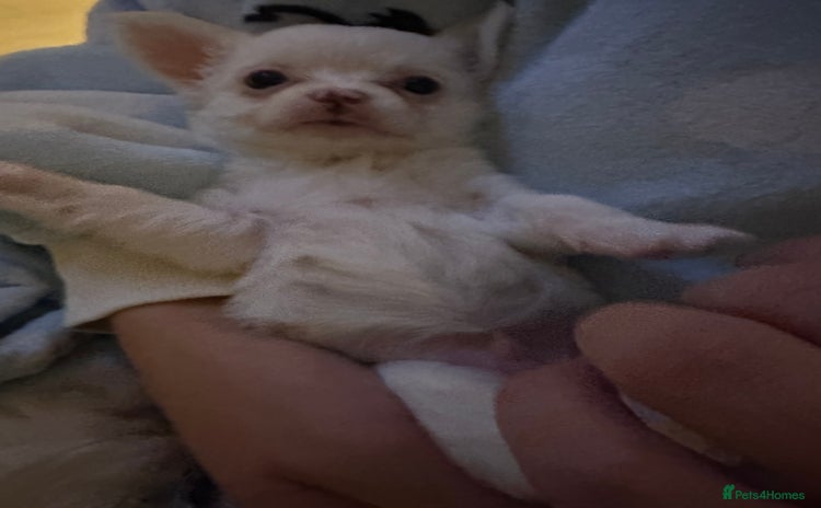 Chihuahua dogs - Advert 11