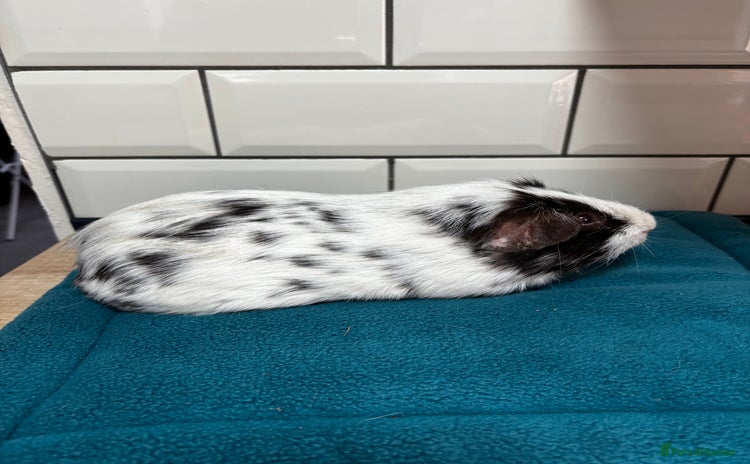 Guinea Pig rodents - Advert 1