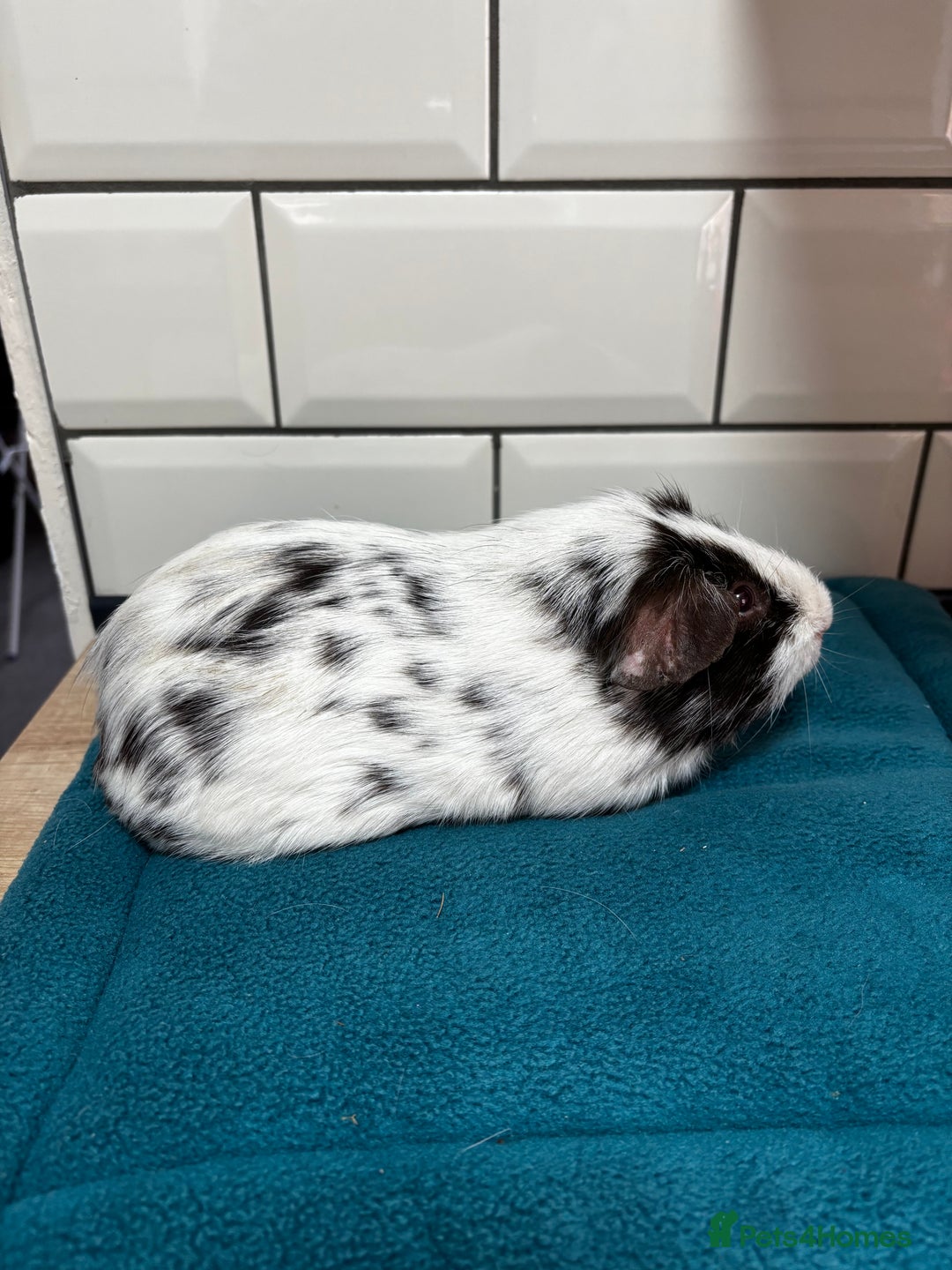 Guinea Pig rodents for sale: Dalmatians - Image 1