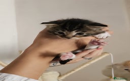 Maine Coon cats for sale: Maine coon x British short hair - Image 11