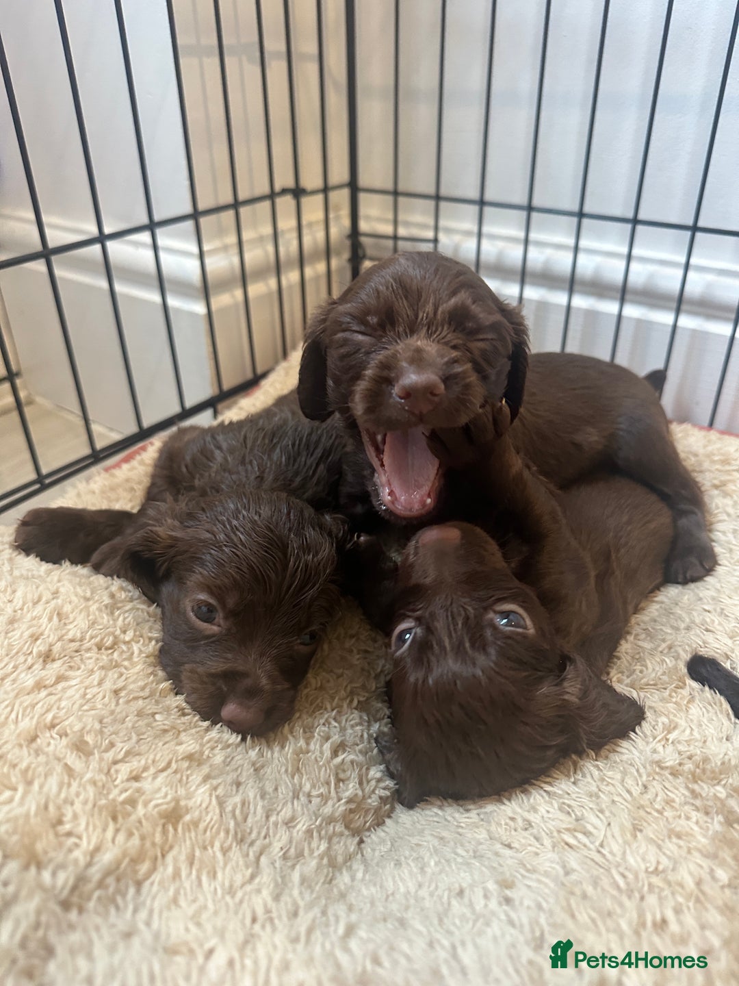 Cocker Spaniel dogs for sale: Working cocker spaniel puppies - Advert 9
