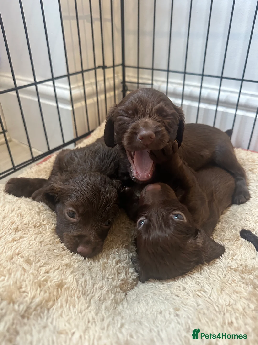 Cocker Spaniel dogs for sale: Working cocker spaniel puppies - Advert 9