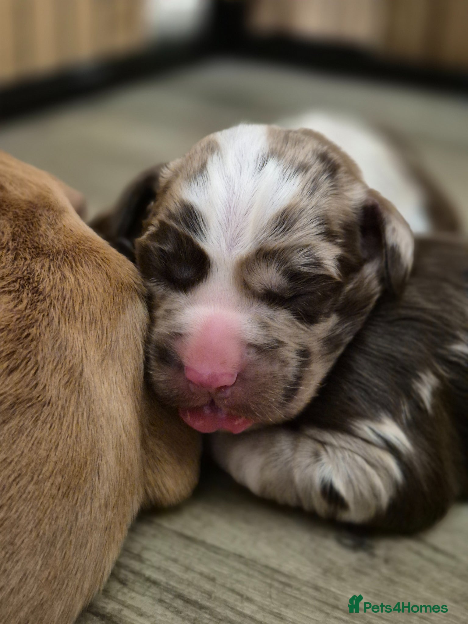 Cockerdor dogs Merle cockerdors  - Advert 2