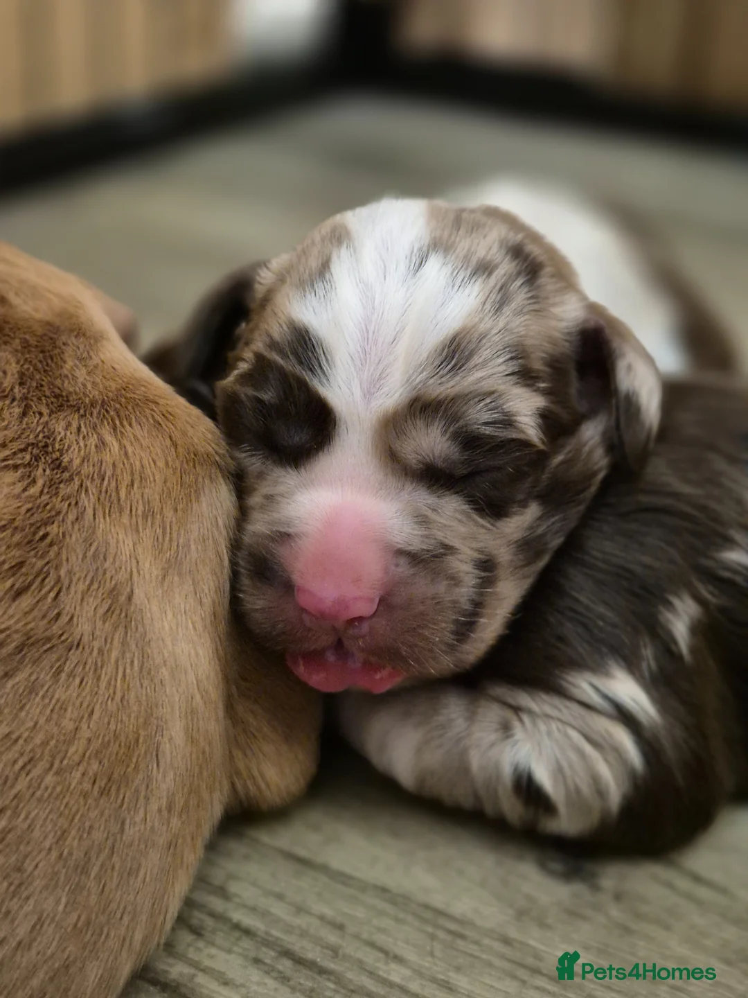 Cockerdor dogs for sale: Merle cockerdors  - Advert 2