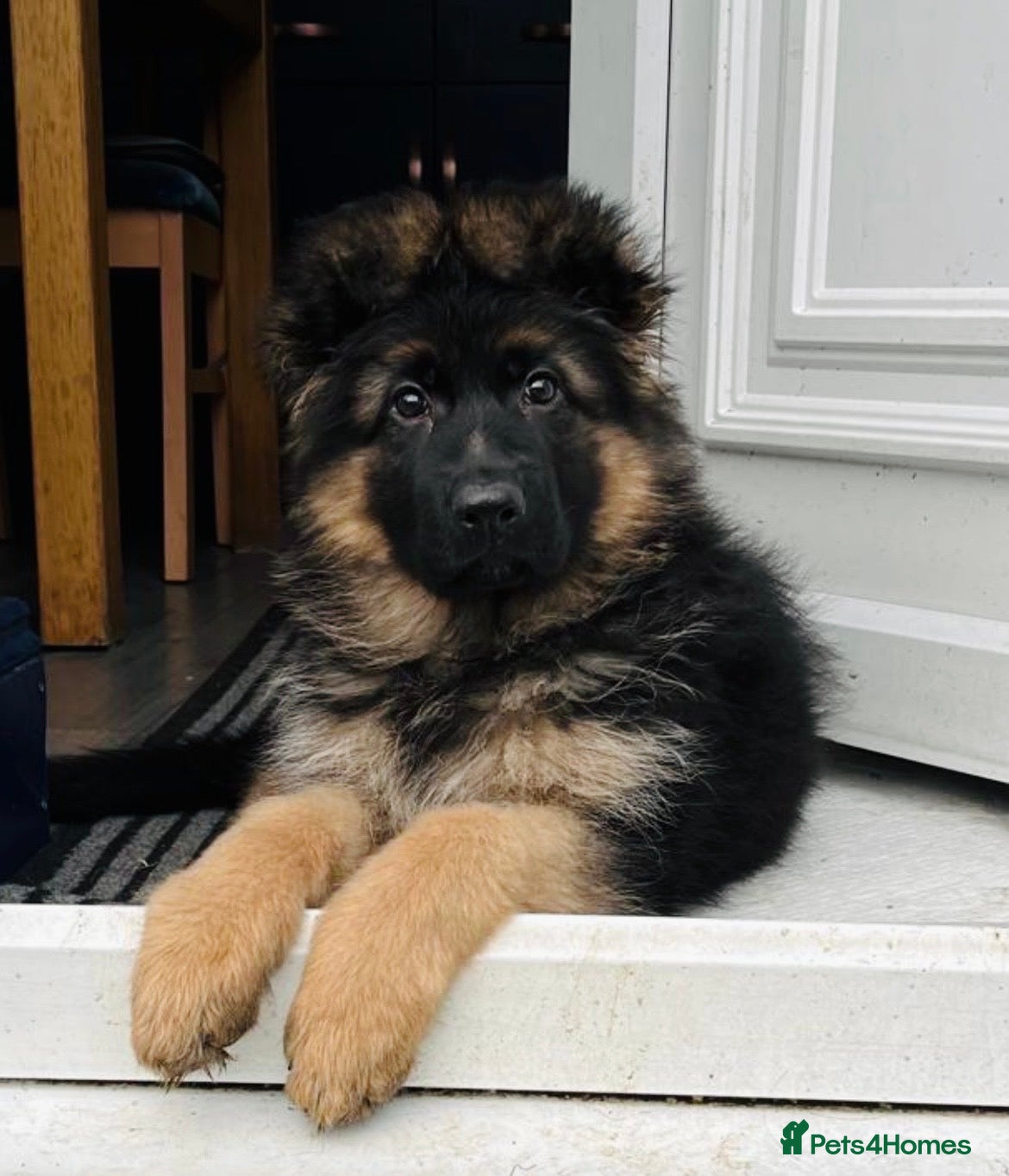 German Shepherd dogs Beautiful KC Reg puppies for sale  - Advert 1