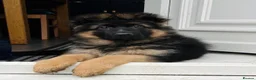 German Shepherd dogs for sale: Beautiful KC Reg puppies for sale  in Bishop Auckland - Advert 1