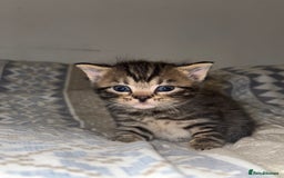 Domestic Shorthair cats for sale: Our babies looking for their forever lovely home - Image 12