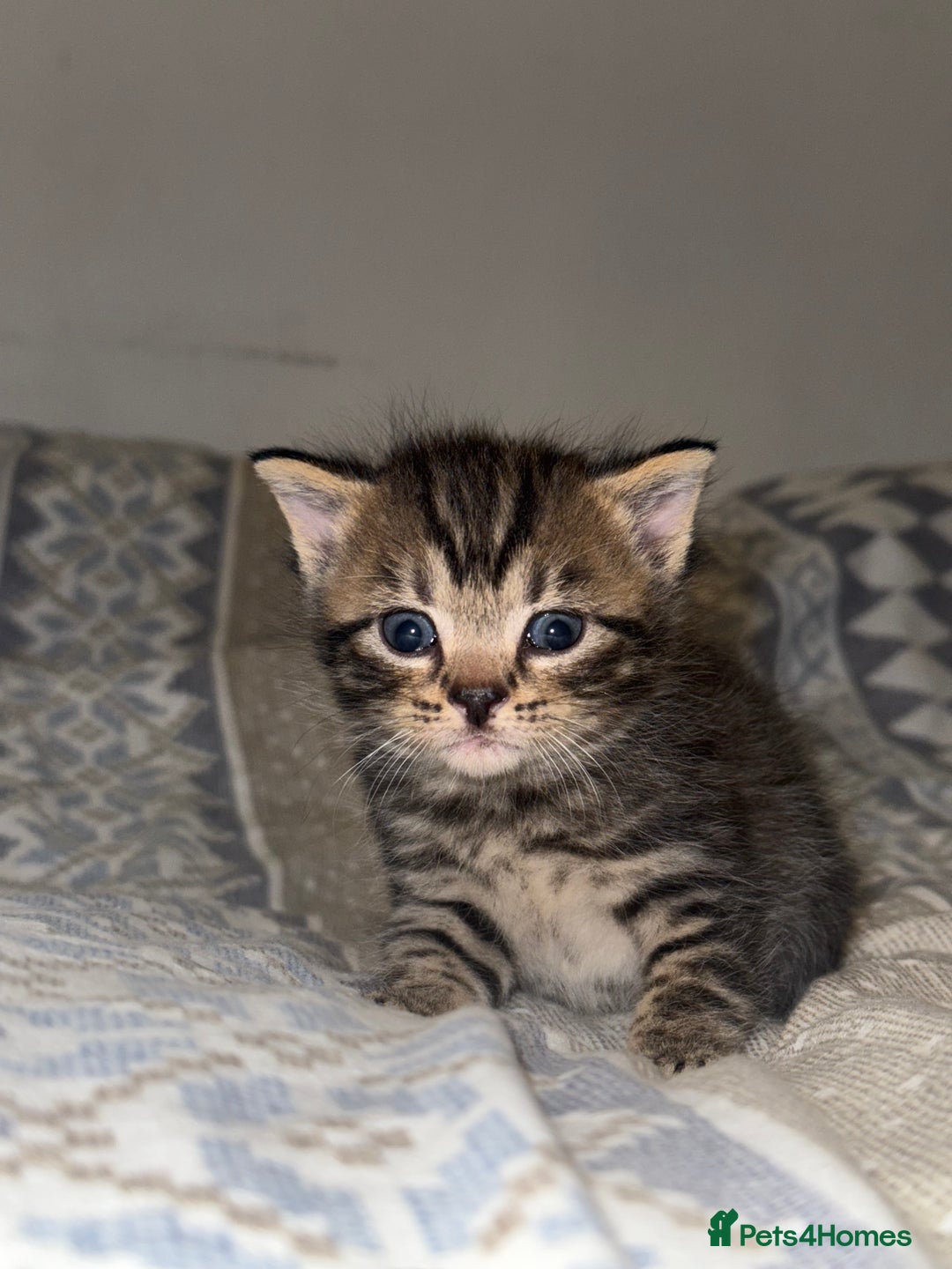 Domestic Shorthair cats for sale: Our babies looking for their forever lovely home - Image 12