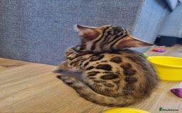Bengal cats for sale: Quality bengal kittens TICA registered - Image 8