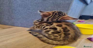 Bengal cats - Advert 1