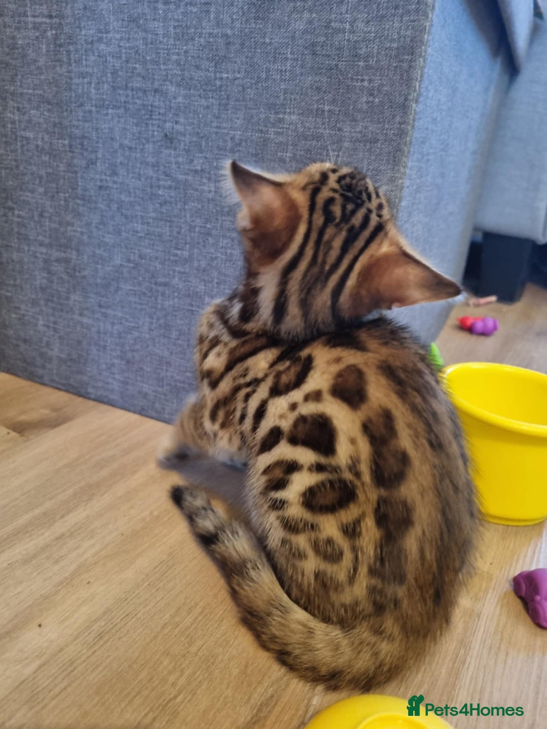 Bengal cats for sale: Quality bengal kittens TICA registered - Image 8