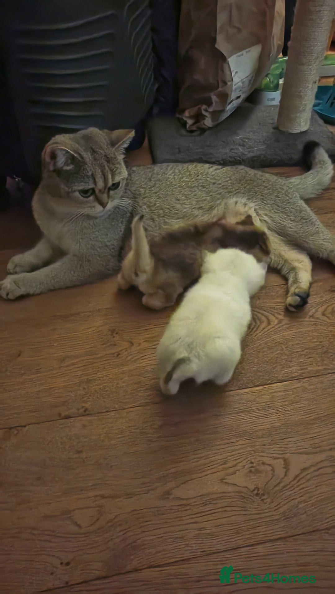 British Shorthair cats for sale: Adorable gorgeous pure British Shorthair Kittens  - Image 13