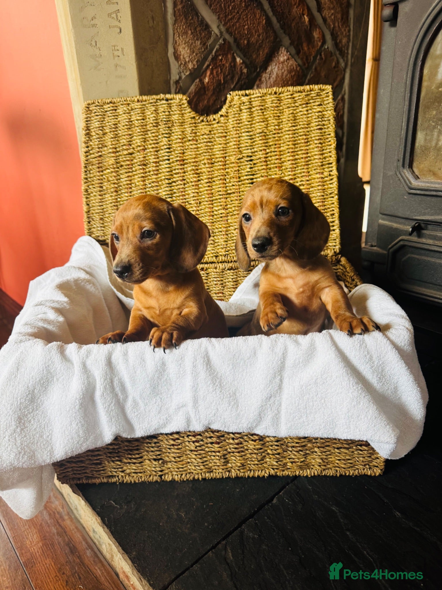 Dachshund dogs Stunning litter of dachshund pups  - Advert 1