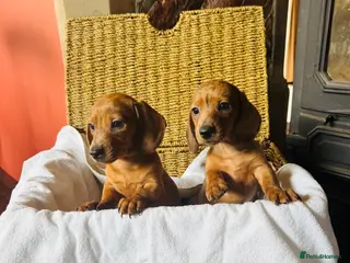 Dachshund dogs Stunning litter of dachshund pups - Advert 1