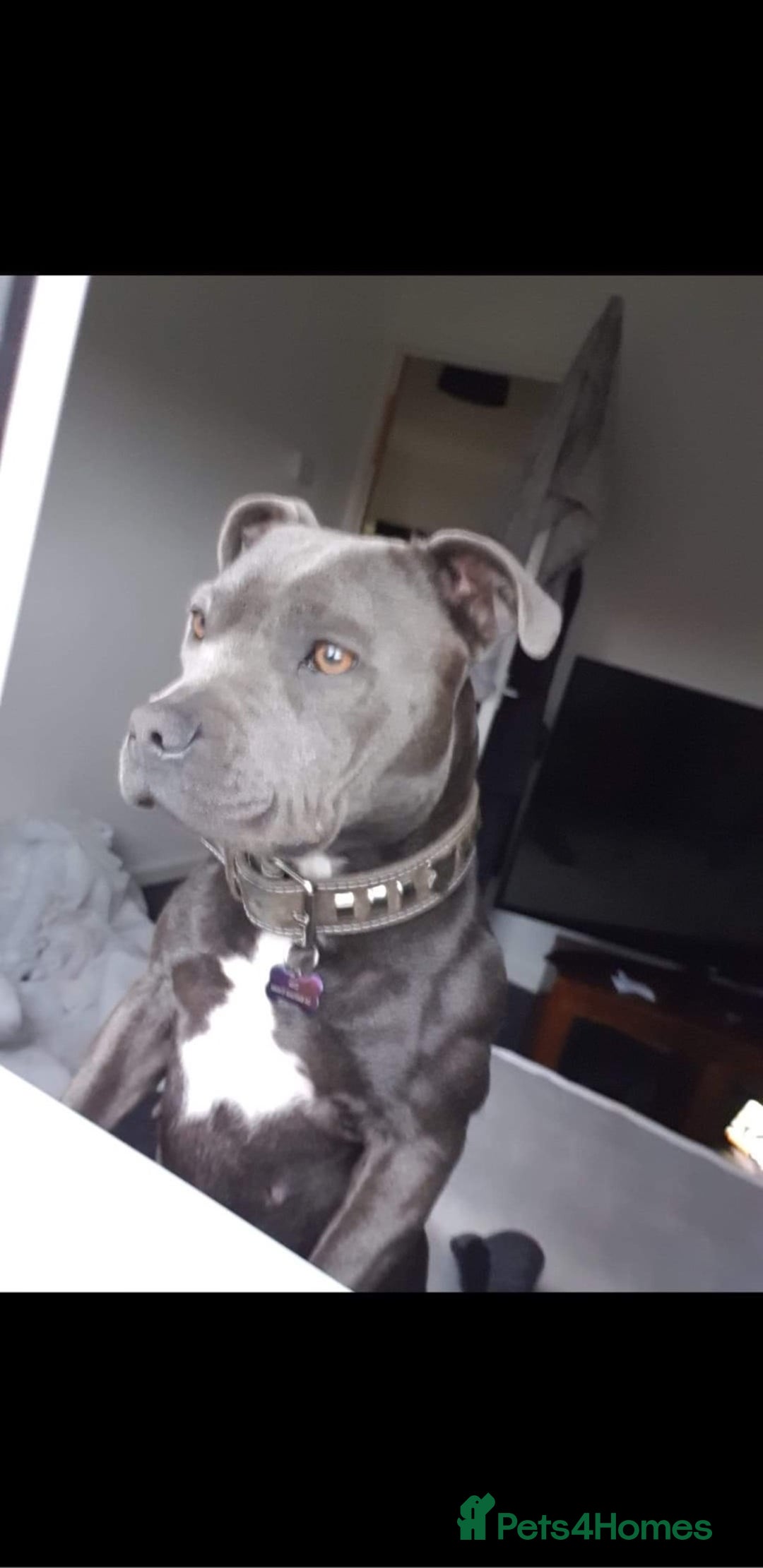 Staffordshire Bull Terrier dogs for sale: Blue Staffordshire bull terrier  - Advert 1