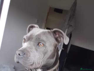 Staffordshire Bull Terrier dogs Blue Staffordshire bull terrier - Advert 1