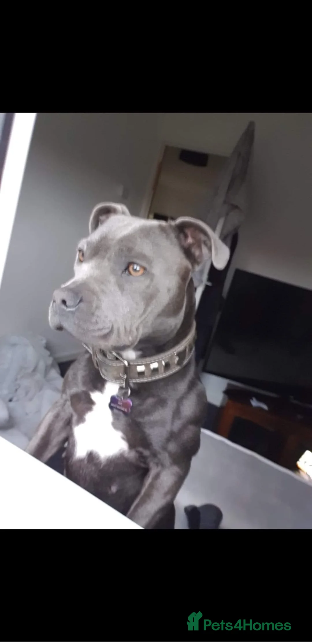 Staffordshire Bull Terrier dogs for sale: Blue Staffordshire bull terrier  - Advert 1