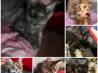 Maine Coon cats Beautiful 🐈⬛ - Advert 9