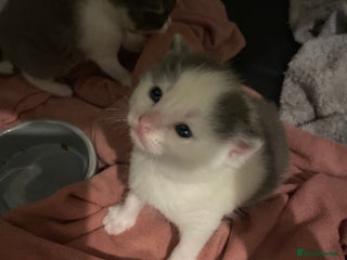 Mixed Breed cats Beautiful fluffy kittens - Advert 6