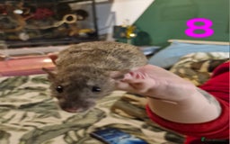 Rat rodents for sale: 9 beautiful girls - Image 27