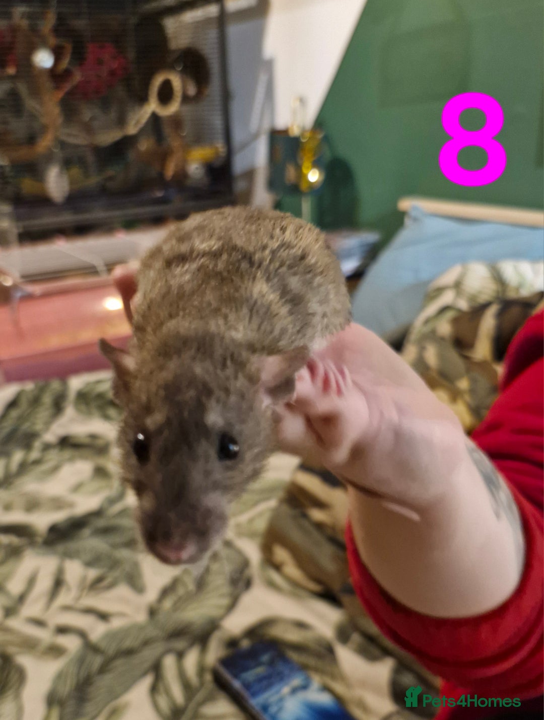 Rat rodents for sale: 9 beautiful girls - Image 27