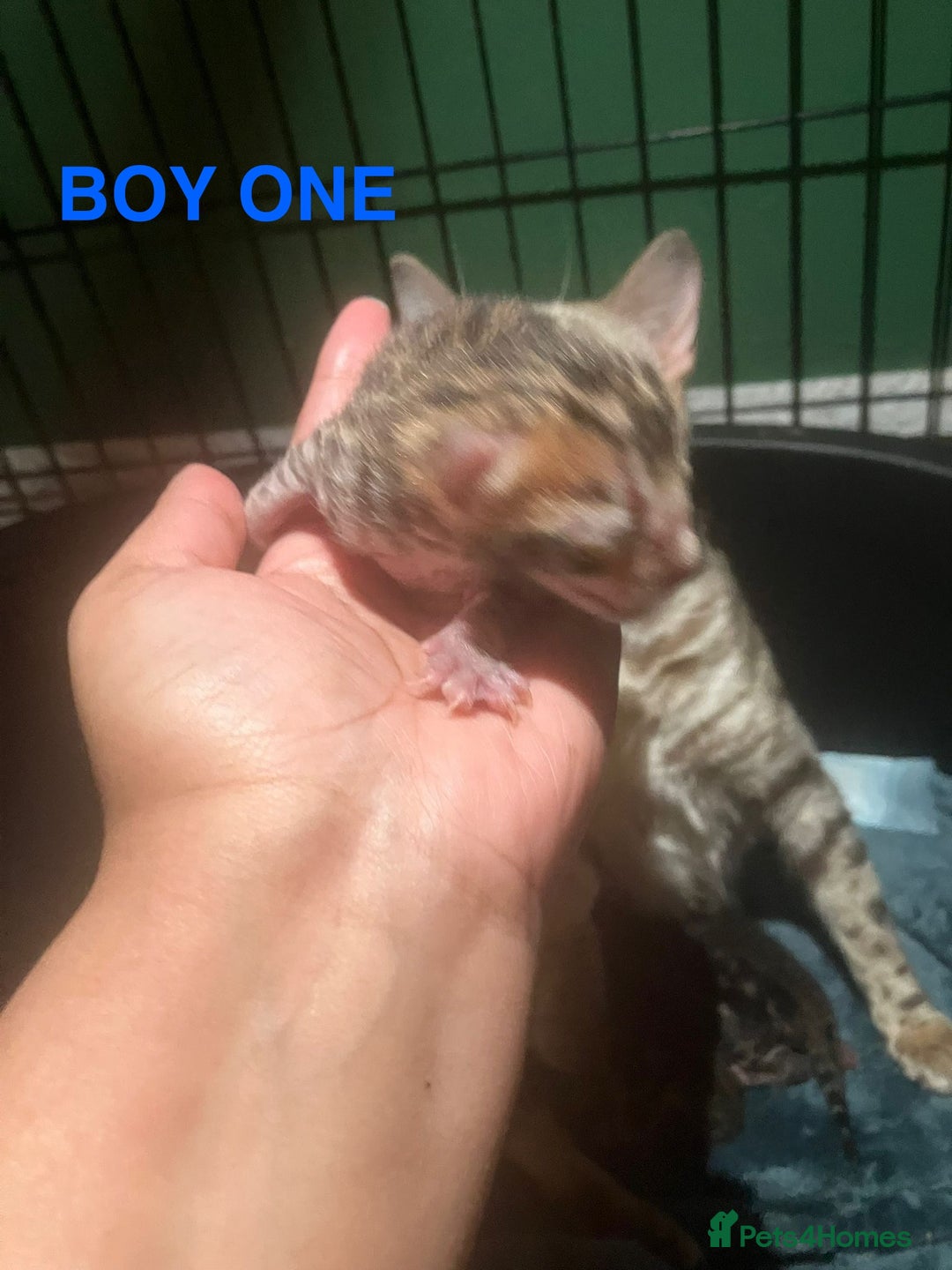 Bengal cats for sale: Pedigree Bengal Kittens  **  - Advert 6