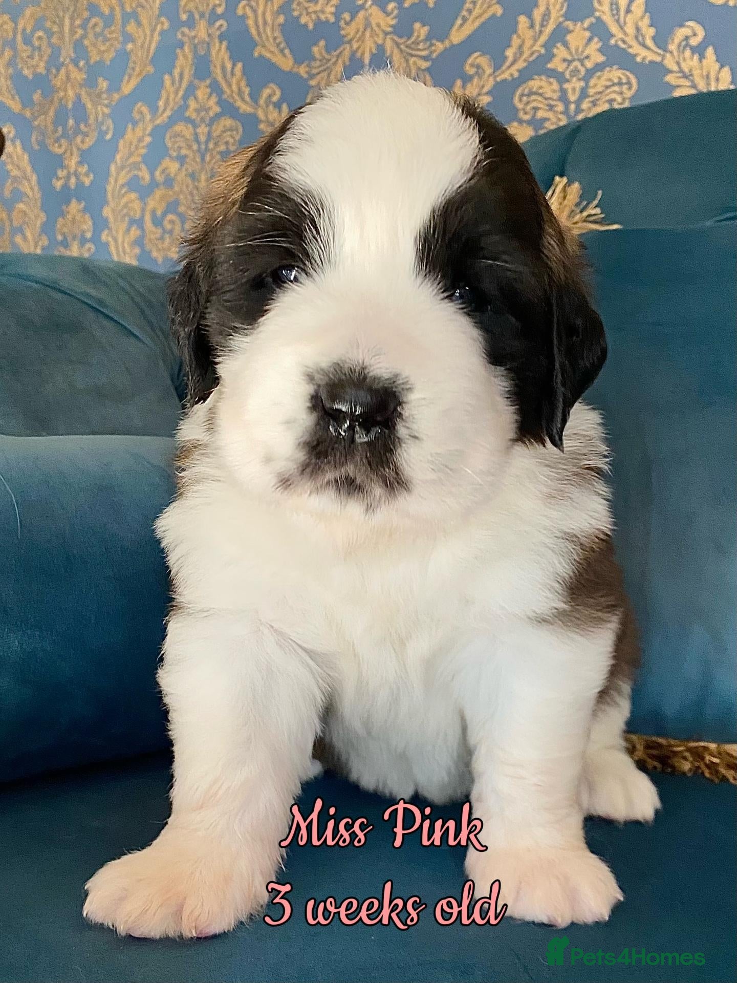 Saint Bernard dogs Outstanding KC Registered Saint Bernard Puppies - Advert 2