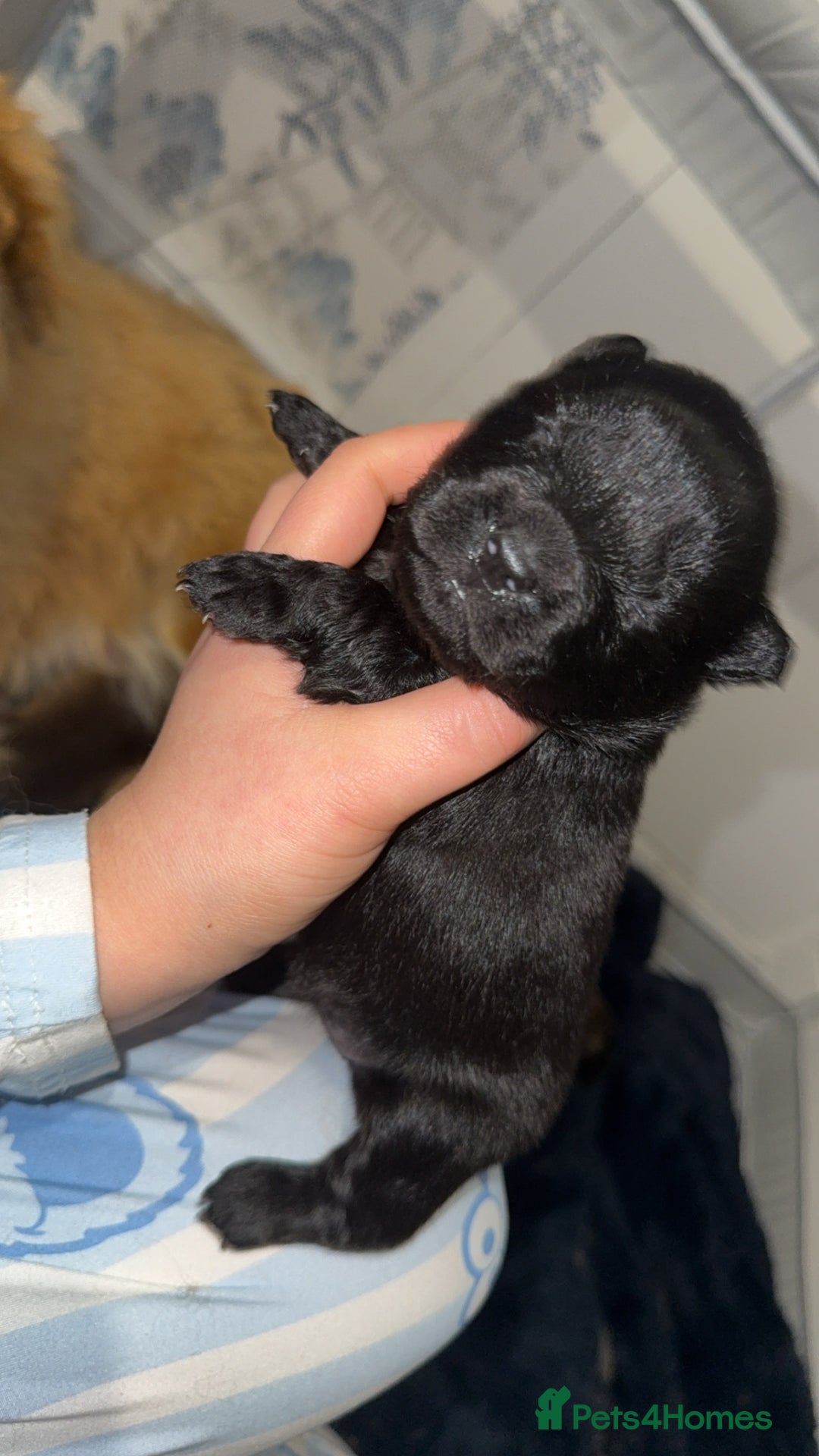 Chow Chow dogs for sale: Chow chow puppies  - Advert 31