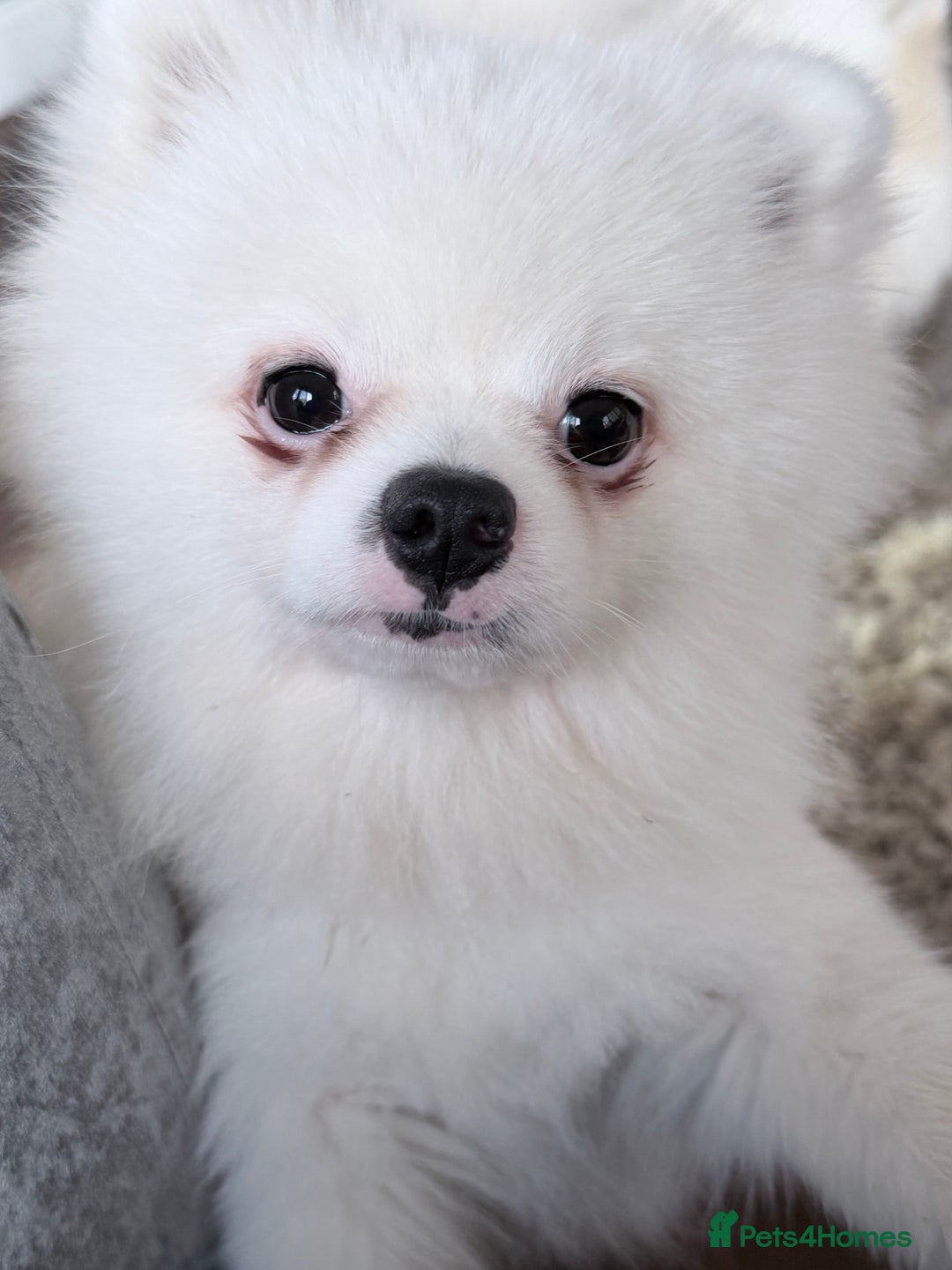 Pomeranian dogs for sale: Male Pomeranian for sale he is Kc  - Advert 2