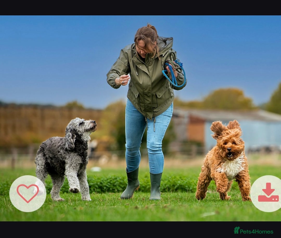 Mixed Breed dogs for sale: Authentic Annetteslabradoodles/Cobberdogs - Advert 5