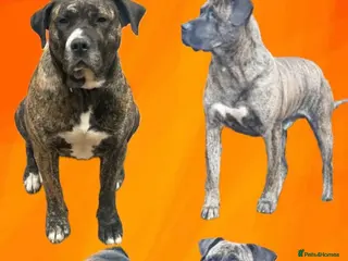 Presa Canario dogs Pure Elite!! 🏆Champion Blood presa Canario pups!! - Advert 1