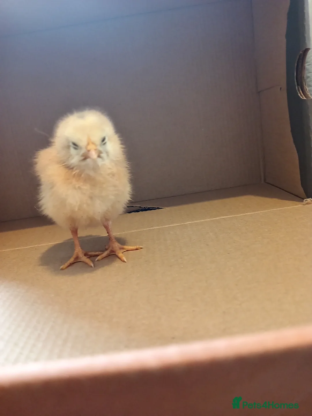 Chickens poultry for sale: 15 cute chicks for sale  - Advert 7