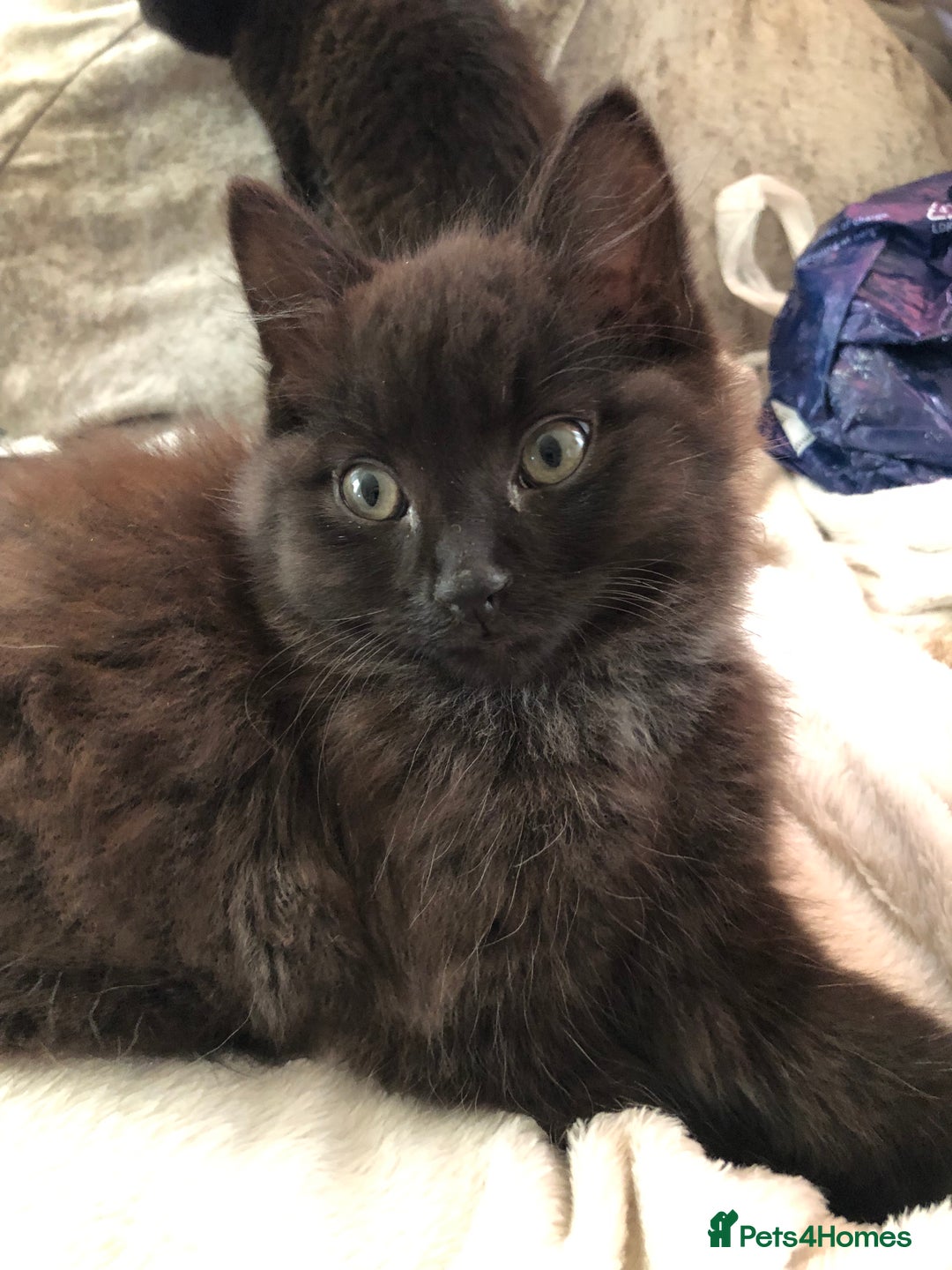 Mixed Breed cats for sale: Male Maine Coon/Siamese mix kitten  - Advert 1