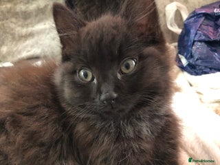 Mixed Breed cats Male Maine Coon/Siamese mix kitten - Advert 1