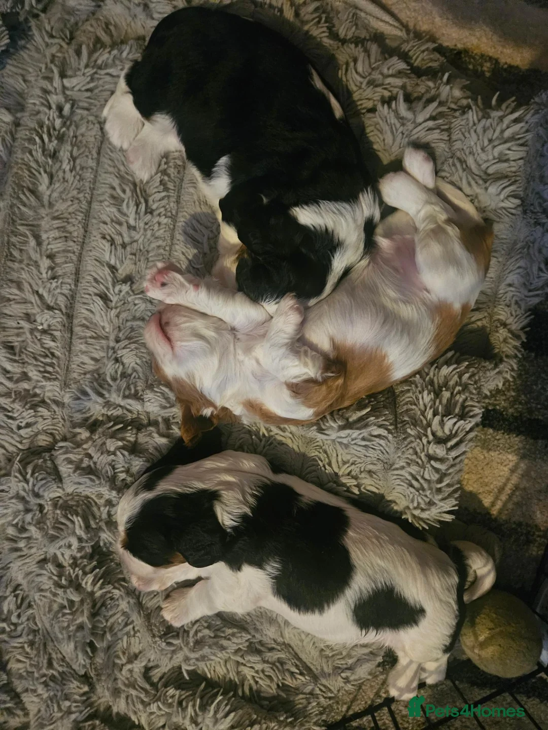 Cavalier King Charles Spaniel dogs for sale: Cavalier king charles puppies  - Advert 9