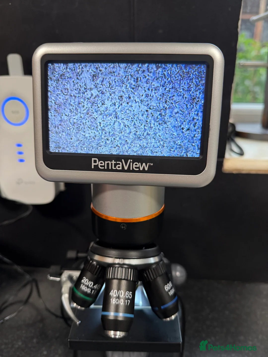 French Bulldog dogs for stud: Buch 🔥Exotic French Bulldog Stud - Advert 6