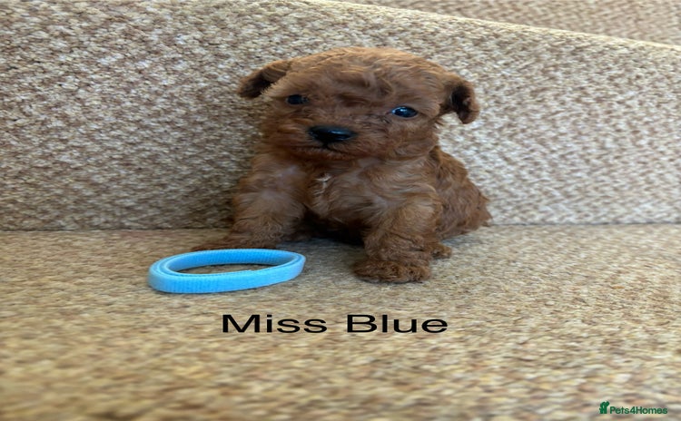 Cavapoo dogs - Advert 1
