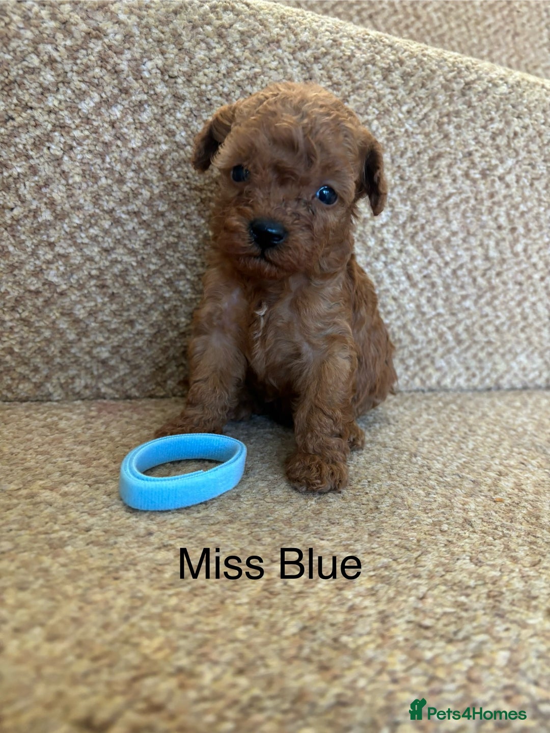 Cavapoo dogs for sale: X6 Stunning F1B Cavapoo puppies available  - Image 1