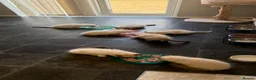 Ragdoll cats for sale: 5 males , 2 females  - Advert 14