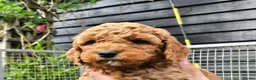 Cockapoo dogs for sale: Fb2 Cockapoos looking for loving home - Advert 2