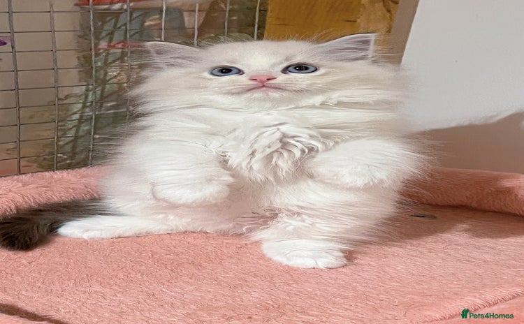 Ragdoll cats - Advert 6