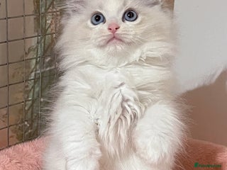 Ragdoll cats TICA Registered EU famous R bloodline - Advert 4