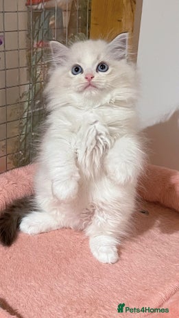 Ragdoll cats - Advert 1
