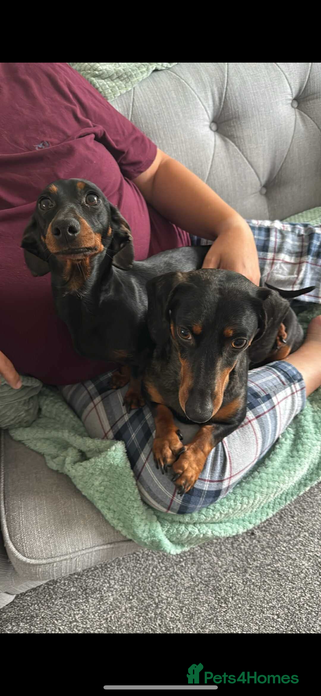 Miniature Dachshund dogs for sale: 2 4yr old daschunds for rehoming - Image 1
