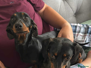 Miniature Dachshund dogs - Advert 20